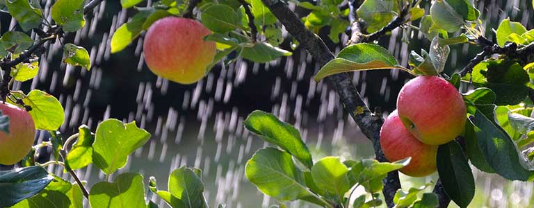 Apple trees being watered