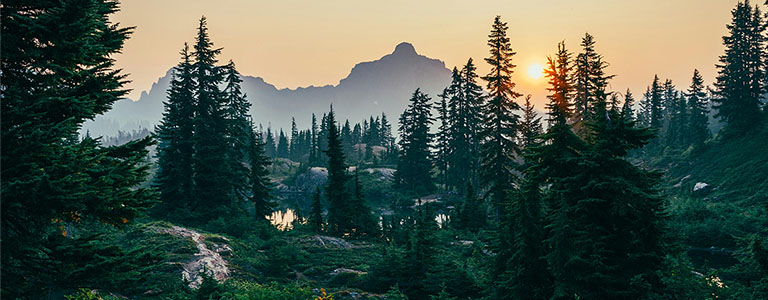 Food for a Sustainable Future