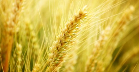 China Report - Dietary Fiber: Preventing Cancer in China