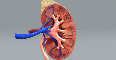 Kidney disease and its connection with nutrition