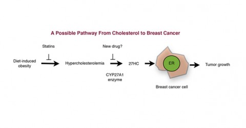 Breast Cancer, Cholesterol, and Reductionism
