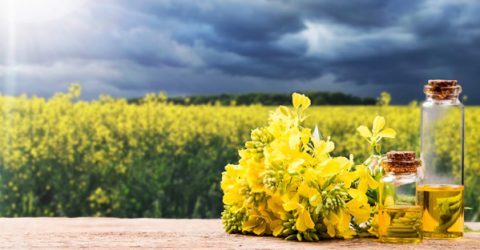 Plant Oils Are Not a Healthy Alternative to Saturated Fat