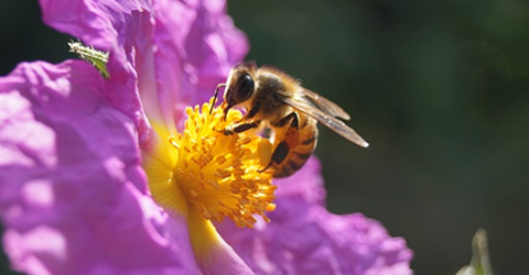 La abeja melífera: la “plaga” más importante del mundo