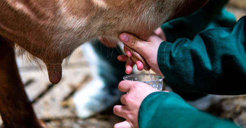 ¿La leche cruda es mejor para ti? ¿Qué pasa con la leche de cabra?
