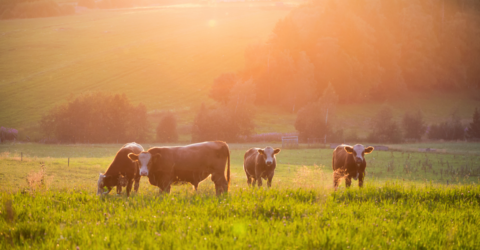 Grass-Fed Beef: Is it Really a Sustainable Alternative?