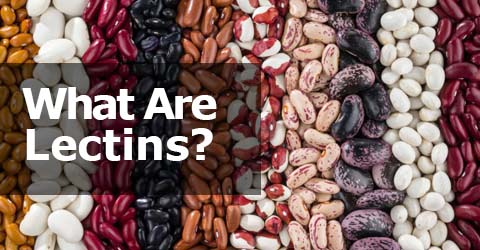 What Are Lectins? A Look at This Controversial Protein