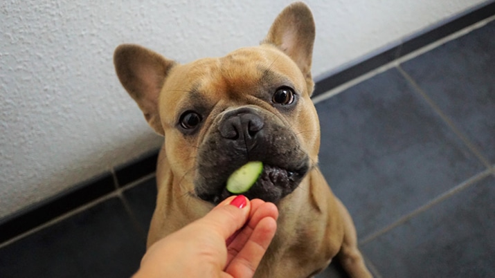 Can Dogs and Cats Eat a Plant-Based Diet?
