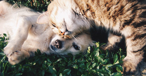 ¿Pueden los perros y los gatos consumir una alimentación basada en plantas?