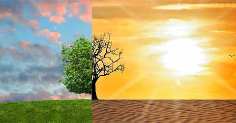 Our Food Choices and Global Warming