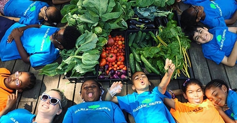 Agricultura urbana sostenible – Remodelando el desierto alimentario de Harlem