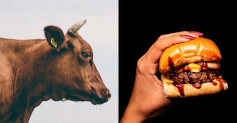 ¿Puede ayudar a salvar el planeta el comer menos carne y productos lácteos? Todos los indicios apuntan a que sí