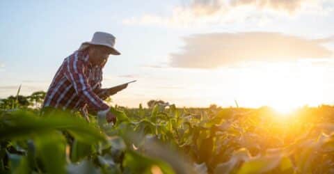 Haciendo las preguntas correctas sobre los OGM: ¿Necesitamos OGM para alimentar al mundo?