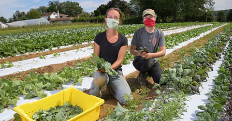 El programa de agricultura apoyada por la comunidad (CSA) de la Red de Salud de la Universidad de St. Luke alimenta a las familias y emplea a los agricultores