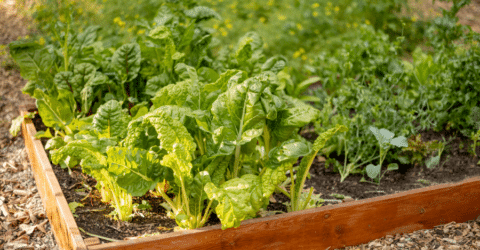 How to Start a Sustainable At-Home Garden