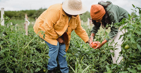 La iniciativa Carbondale Food Autonomy crea sistemas alimentarios equitativos en Illinois