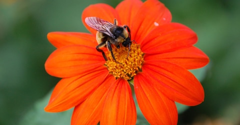 ¿Son sostenible las abejas de miel en los Estados Unidos?