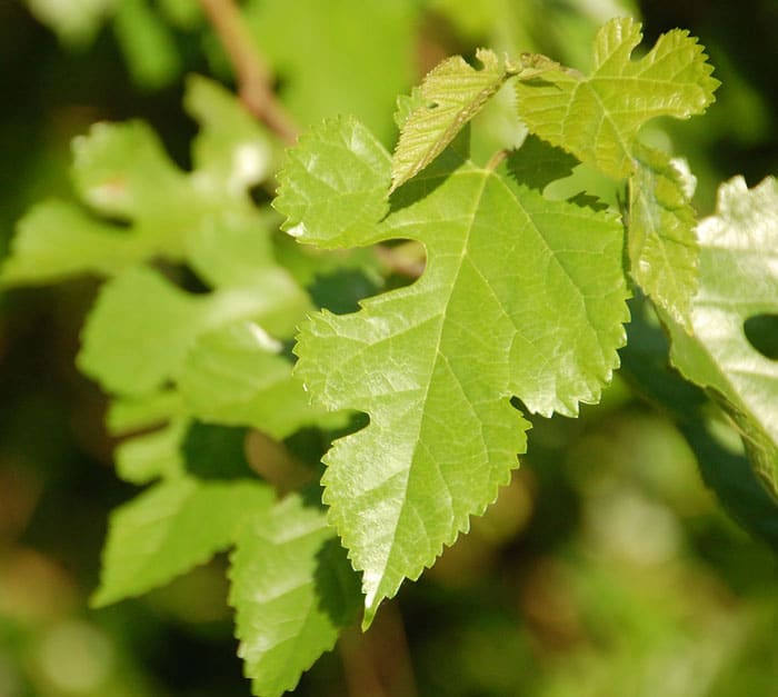 3 Trees With Edible and Nutritious Leaves Center for Nutrition Studies