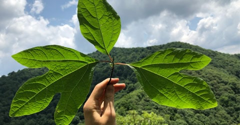 3 Trees with Edible and Nutritious Leaves
