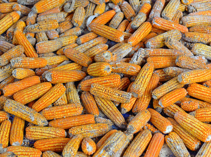 Mycotoxins in Food: Should Plant-Based Eaters Worry?