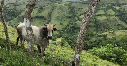 El pastoreo regenerativo no es tan sostenible como pensamos
