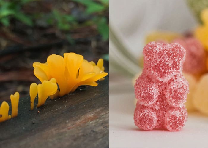 6 Wild Foods That Taste, Smell, or Feel Like Candy