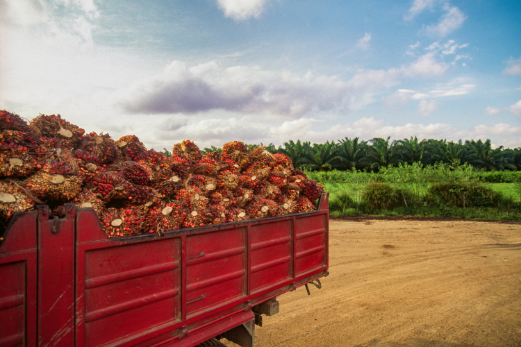 Palm Oil Sustainability