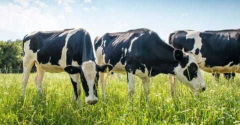 ¿Los humanos son similares a las vacas? Genética, digestión e implicaciones para la dieta
