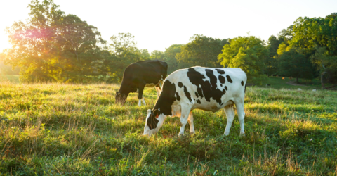 The Environmental Case For Free-Range Livestock?