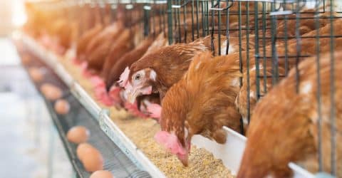 Three Often Overlooked Hazards of Animal Agriculture