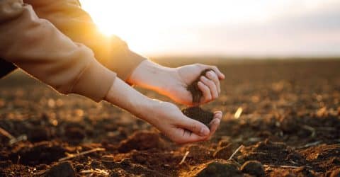 Los suelos sin vida serán nuestra muerte