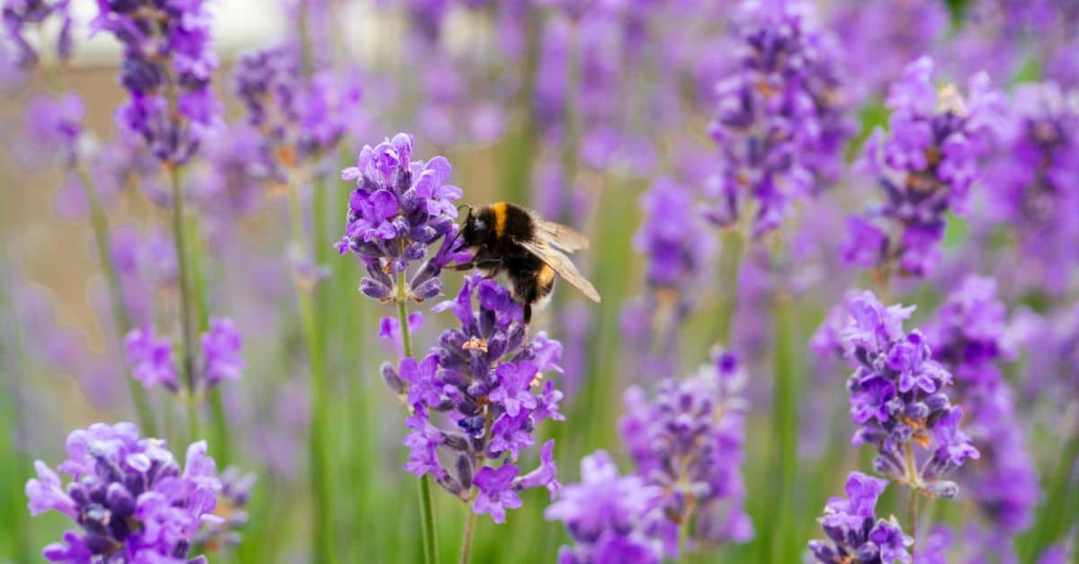 Supporting Pollinators in Your Backyard