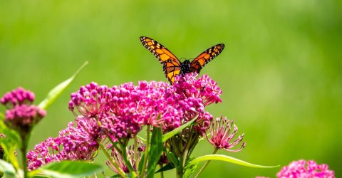 The Hidden Cost of Glyphosate: Milkweed and Monarchs