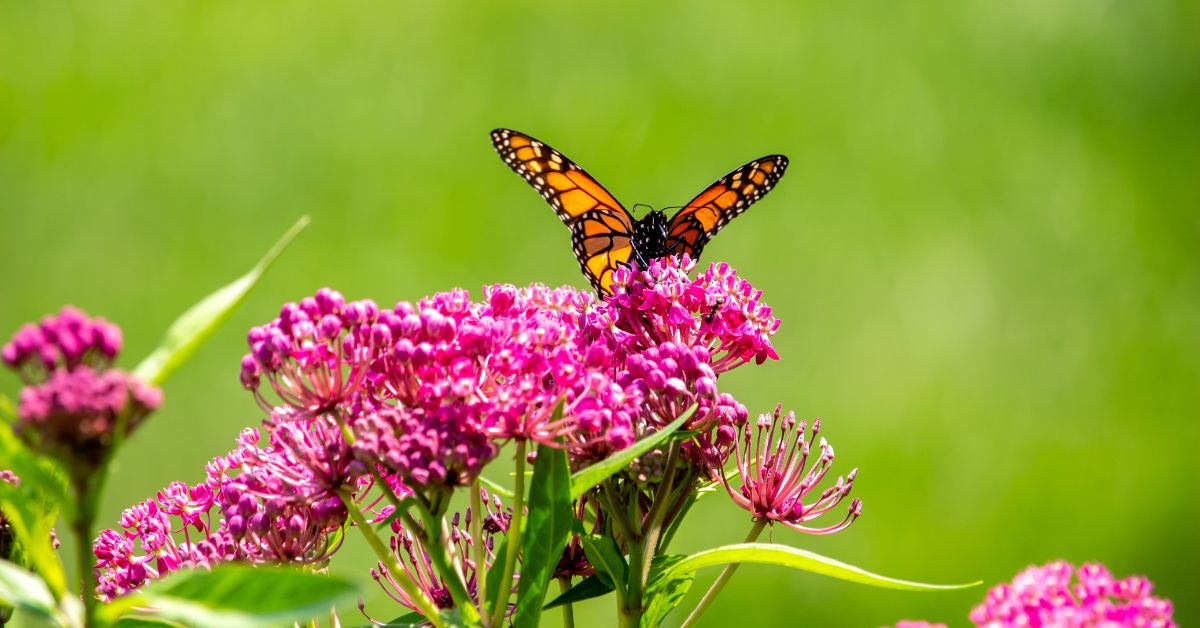 The Hidden Cost of Glyphosate: Milkweed and Monarchs