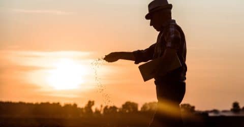 Seeds of Resilience: Why Dwindling Food Biodiversity Matters for Our Future