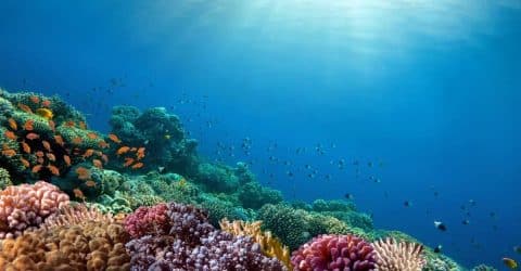 The Silent Collapse Beneath the Waves: What Coral Reefs Reveal About a Planet Under Pressure