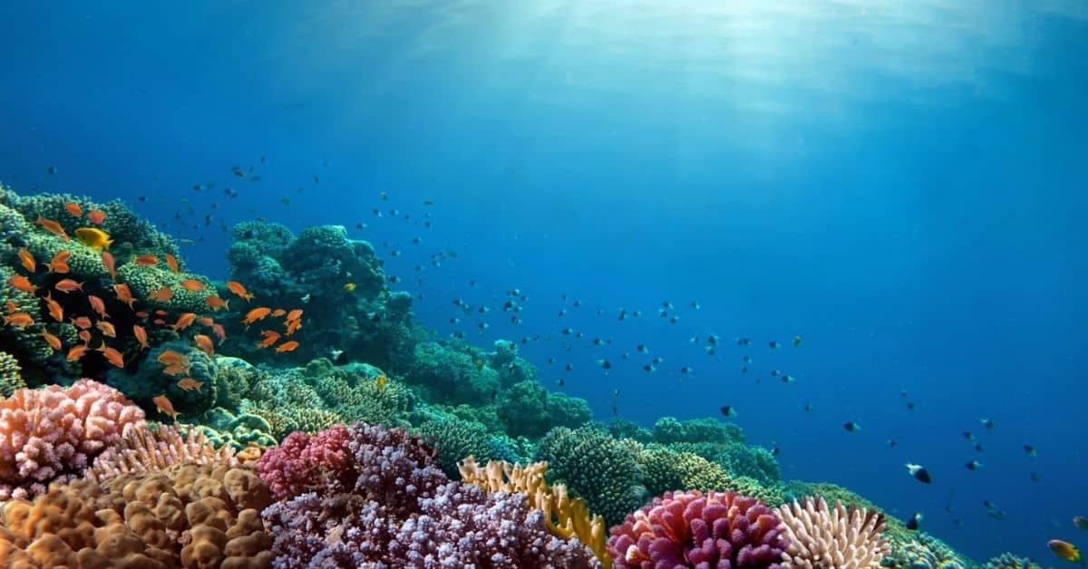 The Silent Collapse Beneath the Waves: What Coral Reefs Reveal About a Planet Under Pressure